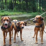 Kundenfeedback 3x Ridgebacks