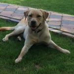 Kundenfeedback Problemhund Fred